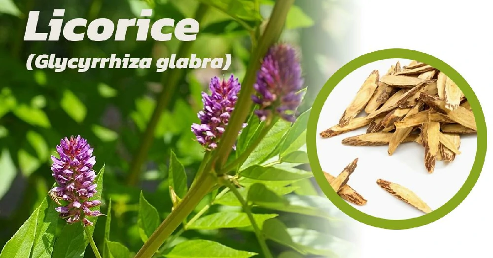 Licorice (Glycyrrhiza glabra)